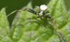 Misumena vatia